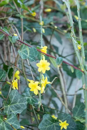 Jasminum nudiflorum - 150-175 CM C10 - image 4