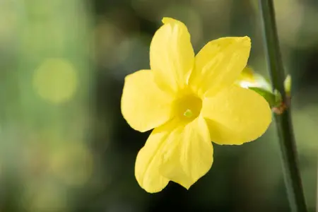 Jasminum nudiflorum - 100-125 CM C7.5 - image 3