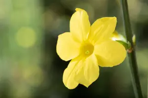 Jasminum nudiflorum - 100-125 CM C7.5 - image 3