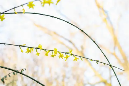 Jasminum nudiflorum - 150-175 CM C5 Caned - image 5