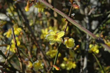 Jasminum nudiflorum - 150-175 CM C10 - image 3