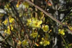 Jasminum nudiflorum - 200-250 CM C15 - image 3