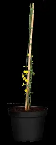 JASMINUM NUDIFLORUM 4.5L - image 5