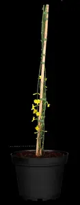Jasminum nudiflorum - 150-175 CM C20 1 CANE - image 5