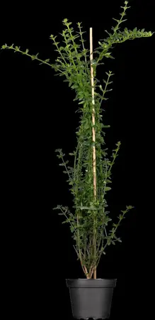 JASMINUM NUDIFLORUM 4.5L - image 2