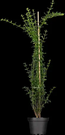 Jasminum nudiflorum - 150-175 CM C20 1 CANE - image 2