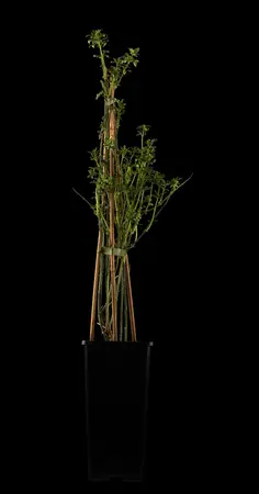 Jasminum nudiflorum - 1.5 Ltr pot - image 1