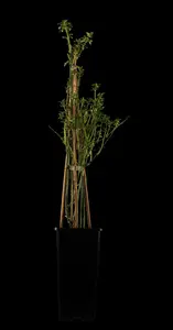 Jasminum nudiflorum - 150-175 CM C20 1 CANE - image 1