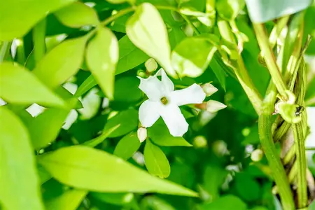 Jasminum off. 'Sunbeam' - 150-175 CM C5 Caned - image 1