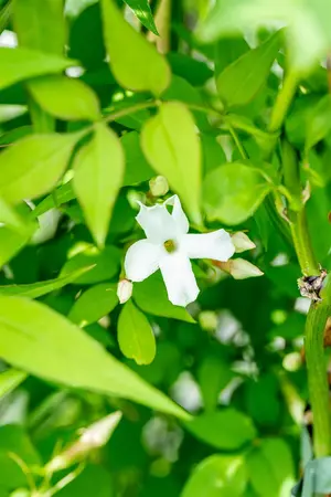 Jasminum officinale - 100-125 CM C5 - image 2
