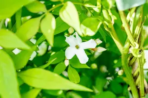 Jasminum officinale - 2 Ltr, 3 canes - image 1