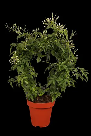 Jasminum polyanthum - 150-175 CM C5 Caned - image 1