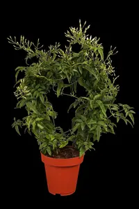 Jasminum polyanthum