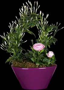 Jasminum polyanthum - 150-175 CM C5 Caned - image 3