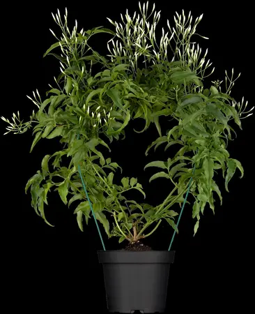 Jasminum polyanthum - 150-175 CM C5 Caned - image 2