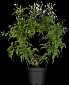 Jasminum polyanthum - 150-175 CM C5 Caned - image 2