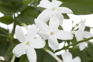 Jasminum polyanthum - 150-175 CM C5 Caned - image 5