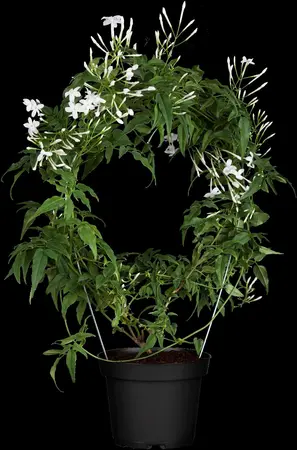 Jasminum polyanthum - 150-175 CM C5 Caned - image 4