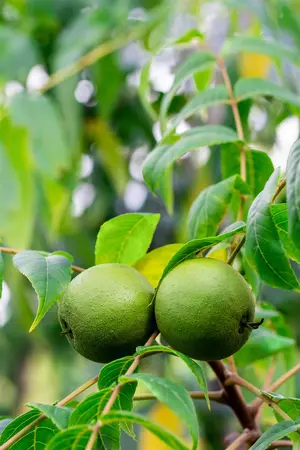 Juglans nigra - STD 20-25 CM CONT    - image 2