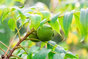 Juglans nigra - 40-60 CM C2 - image 4