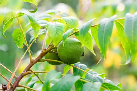 Juglans nigra - 150-175 CM C7,5 WHIP - image 4