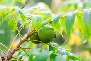 Juglans nigra - 150-175 CM C7,5 WHIP - image 4