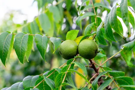 Juglans nigra - 175-200 CM C15 WHIP - image 3