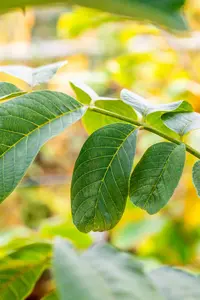 Juglans regia - 150-175 CM C7,5 WHIP - image 3