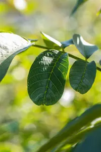 Juglans regia - 150-175 CM - image 5