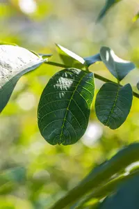 Juglans regia - 150-175 CM C7,5 WHIP - image 2