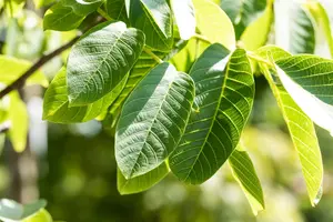 Juglans regia - 150-175 CM C7,5 WHIP - image 5