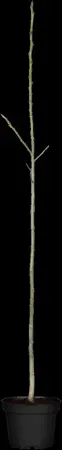 Juglans regia - MULTISTEM 250-300 CM RB - image 4