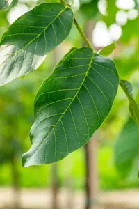 Juglans regia 'Broadview' - STDS 4-6 CM C20 - image 2