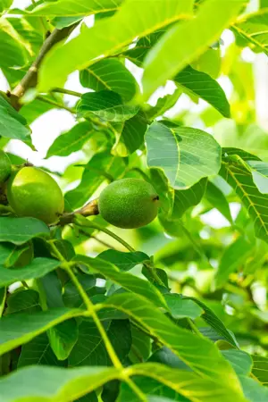 Juglans regia 'Broadview' - STDS 4-6 CM C20 - image 4