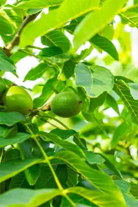 Juglans regia 'Broadview' - STDS 4-6 CM C20 - image 4