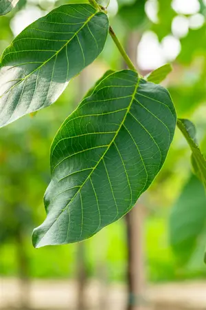 Juglans regia 'Broadview' - 150-175 CM C10 - image 2
