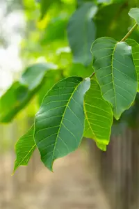Juglans regia 'Broadview'