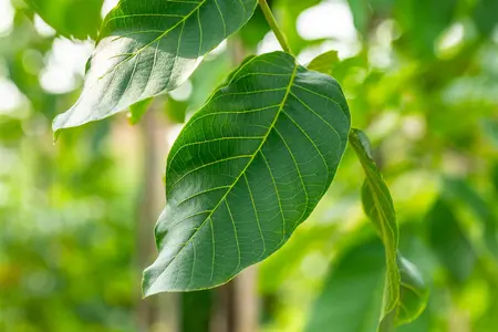 Juglans regia 'Broadview' - 100-125 CM C10 WHIP - image 3