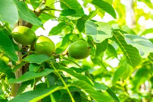 Juglans regia 'Broadview' - STD 14-16 CM CONT - image 5
