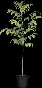 Juglans regia 'Chiara' - 30-40 CM C6 WHIP - image 2
