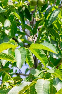 Juglans regia 'Franquette' - 125-150 CM C10 WHIP - image 5