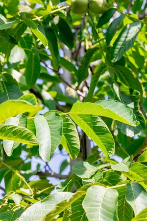 Juglans regia 'Franquette' - 150-175 CM C10 WHIP - image 5