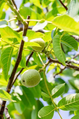 Juglans regia 'Franquette' - 200-250 CM C10 - image 3