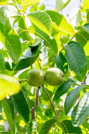 Juglans regia 'Franquette' - STD 10-12 CM CONT    - image 1