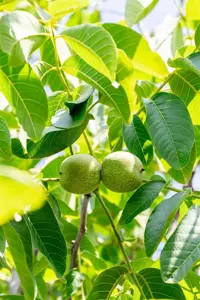 Juglans regia 'Franquette'