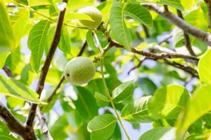 Juglans regia 'Franquette' - STD 10-12 CM CONT    - image 2