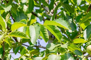 Juglans regia 'Franquette' - 200-250 CM C10 - image 4