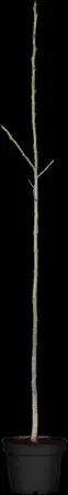 Juglans regia 'Howard' - 125-150 CM C10 - image 3