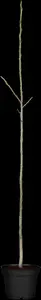 Juglans regia 'Howard' - 125-150 CM C10 - image 4
