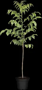 Juglans regia 'Howard' - 125-150 CM C10 - image 2
